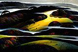 Autumn Sun